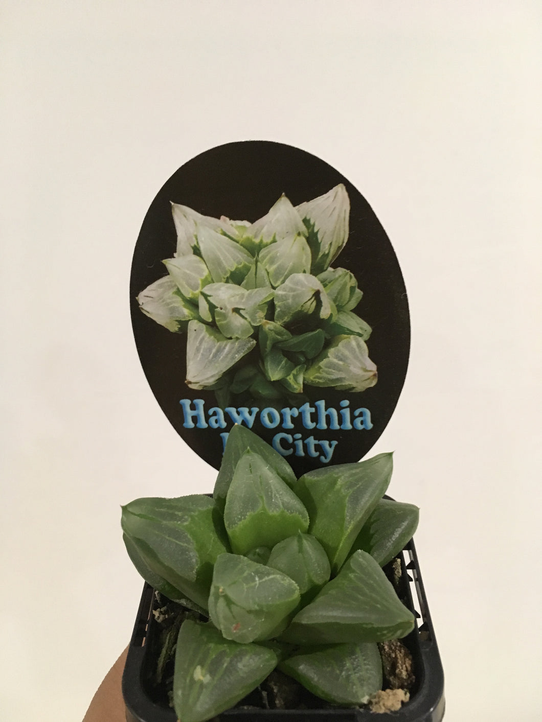 Haworthia Ice City in 7cm pot