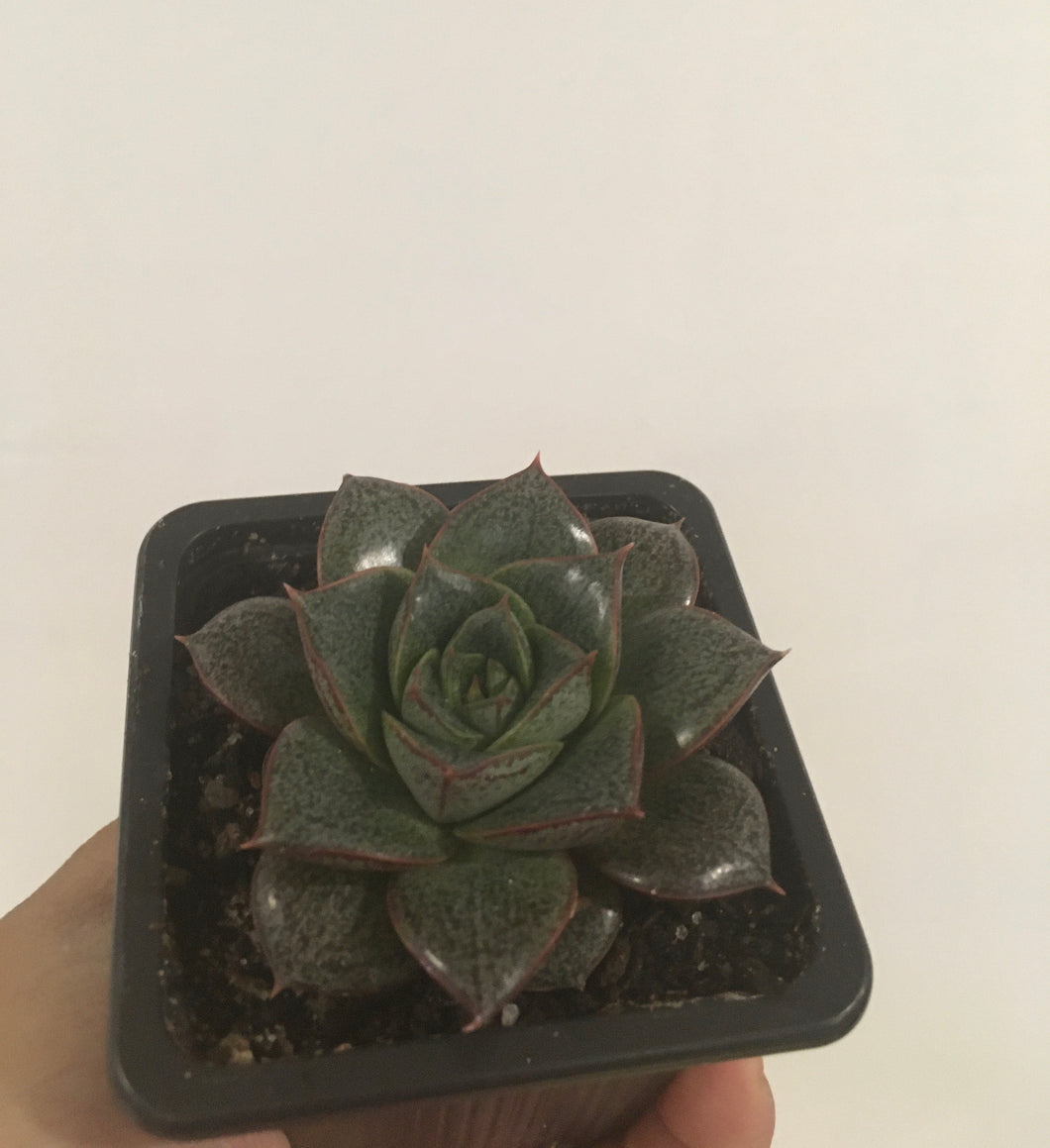 Echeveria purpusorum in 7.5cm pot