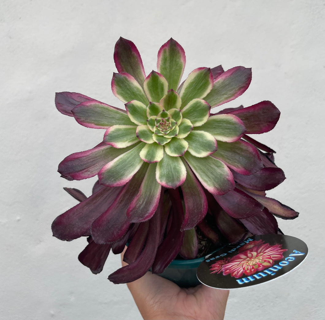 Aeonium mardi gras in 13cm pot