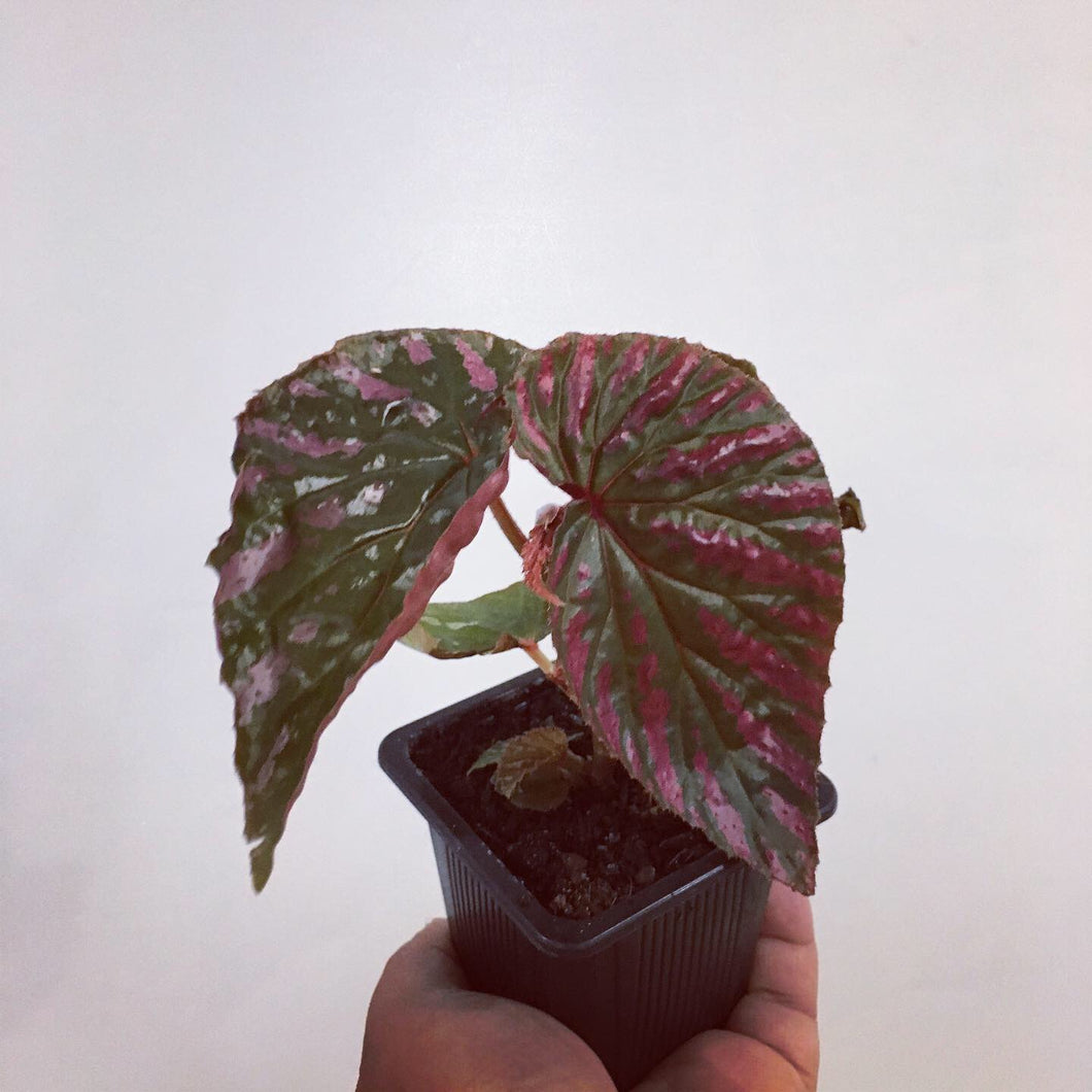 Begonia Rex Exotica in 7.5cm pot