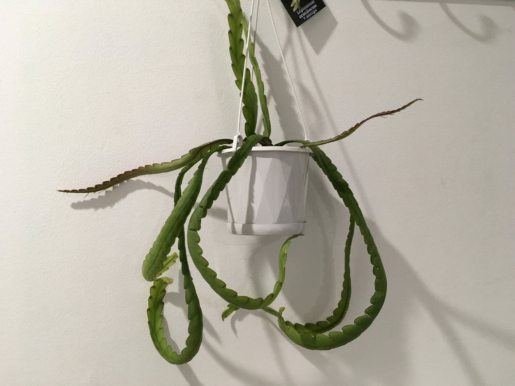 Lepismium cruciforme v anceps in 13cm nursery pot