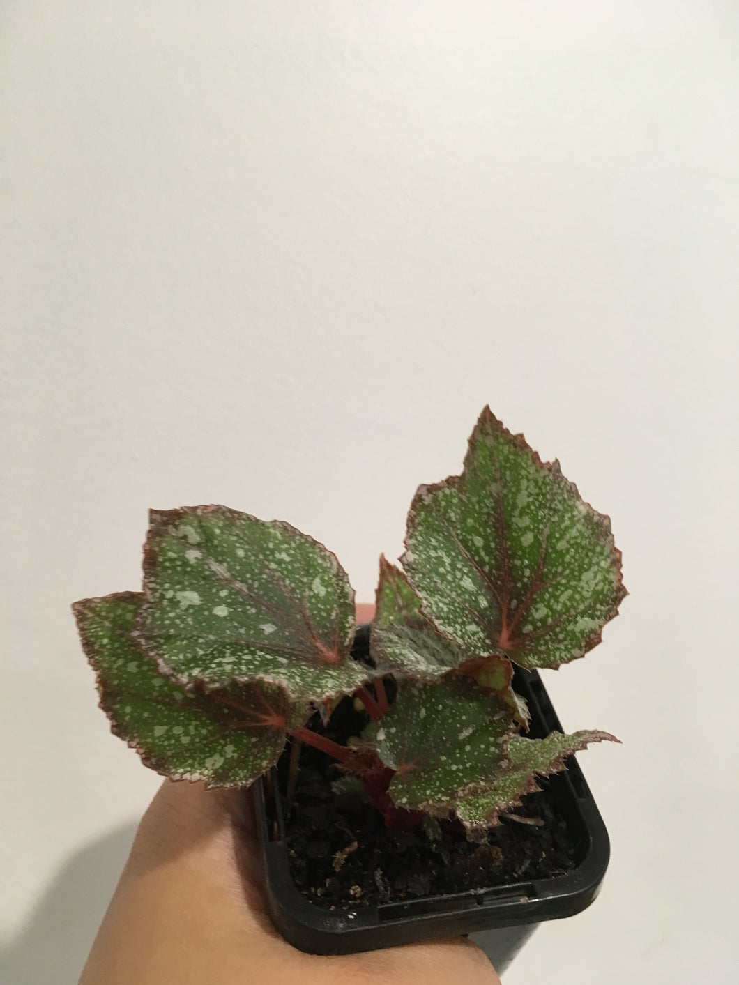 Begonia Speckles in 7cm pot