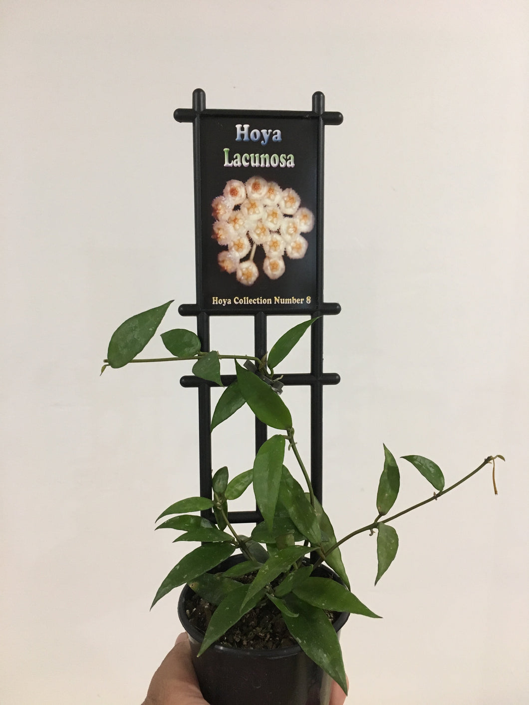 Hoya lacunosa in 8cm pot