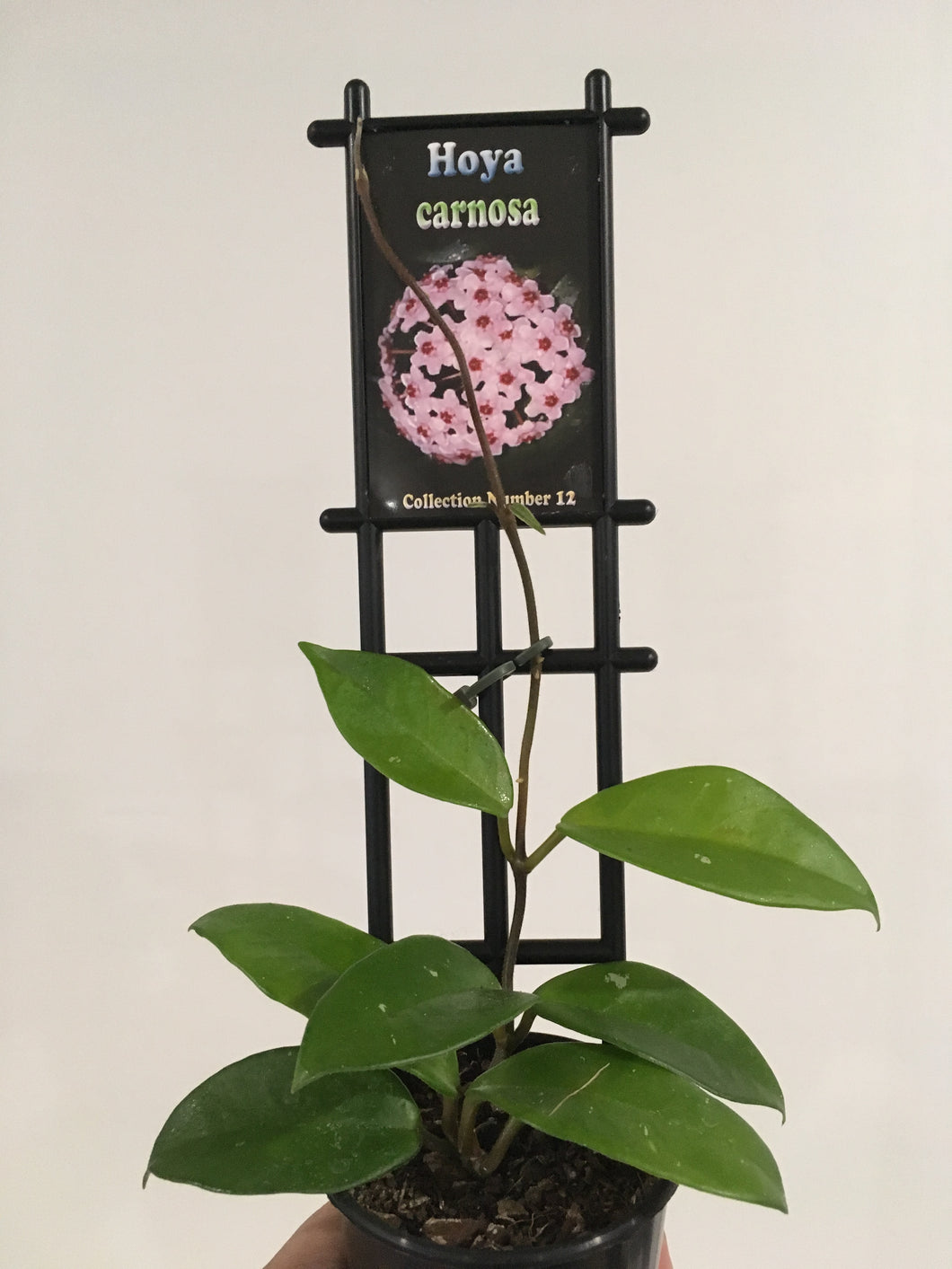 Hoya carnosa in 8cm pot