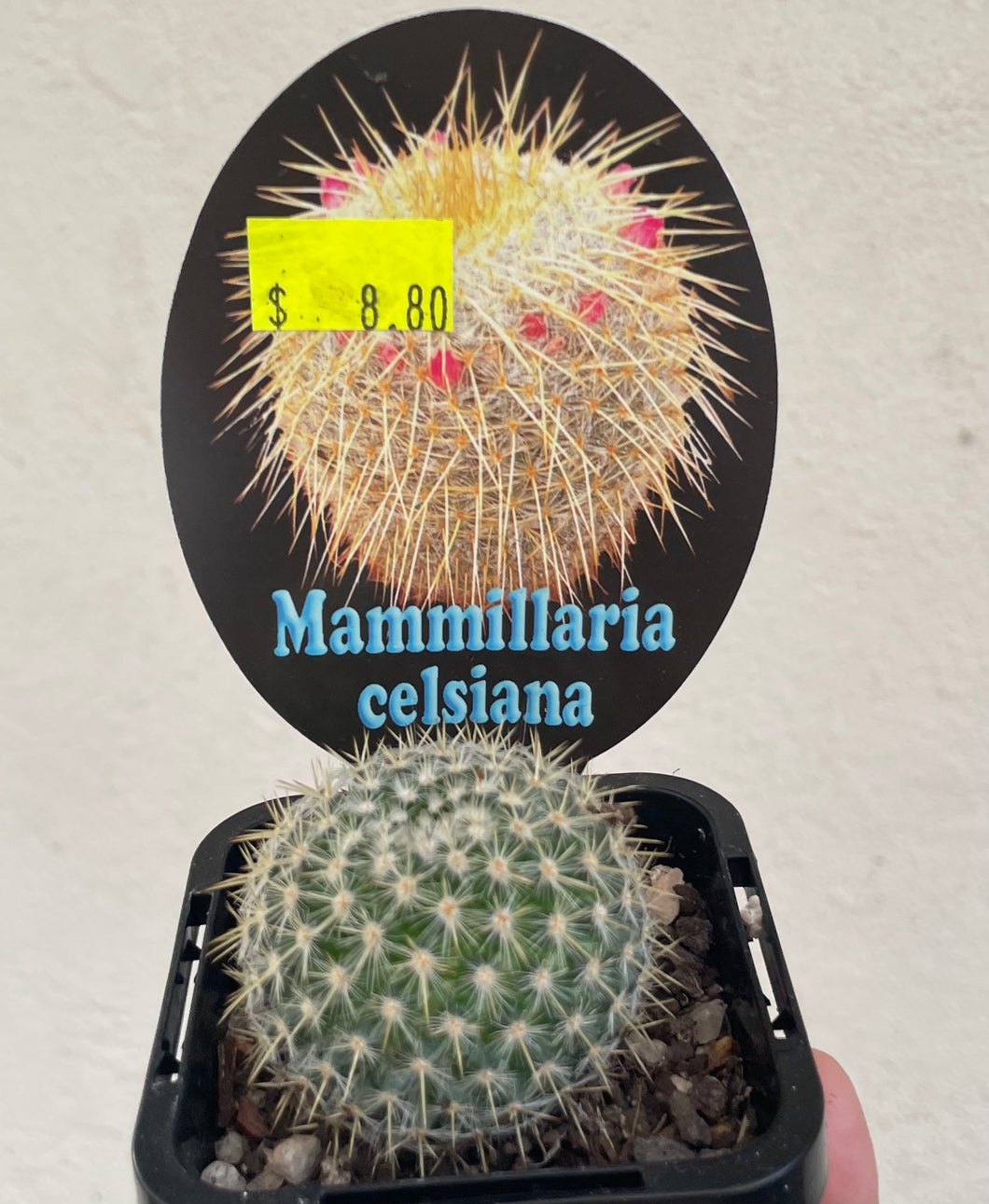 Mammilliaria celsiana in 7cm pot