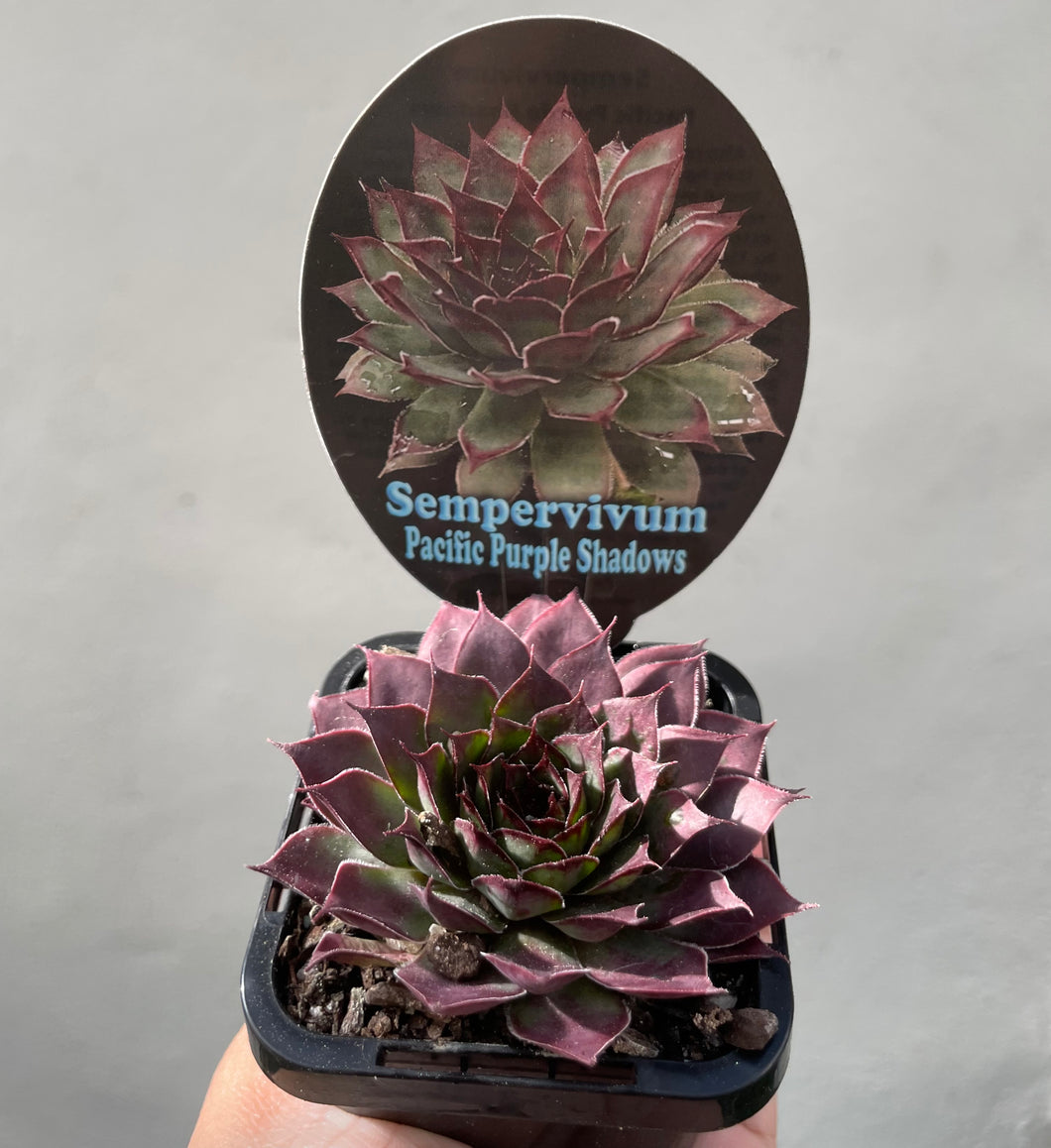 Sempervivum pacific purple shadows in 7cm pot