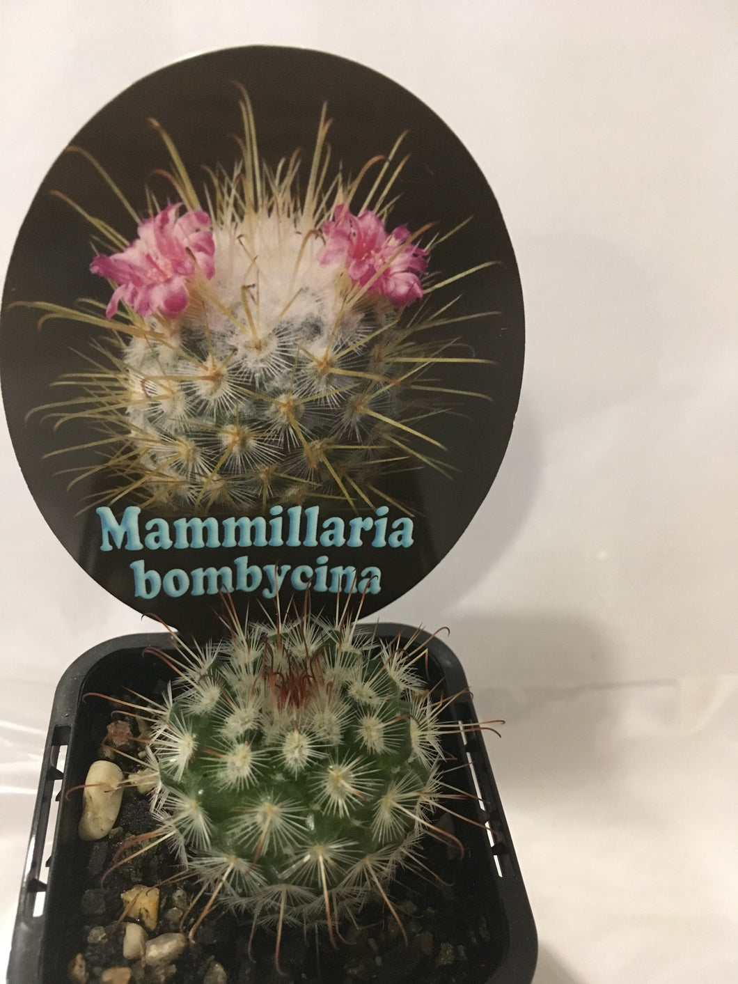 Mammillaria bombycina in 7cm pot