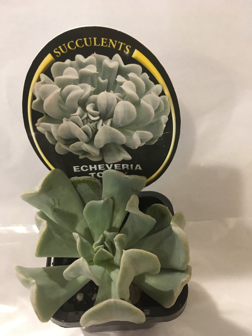 Echeveria Topsy Turvy in 7cm pot