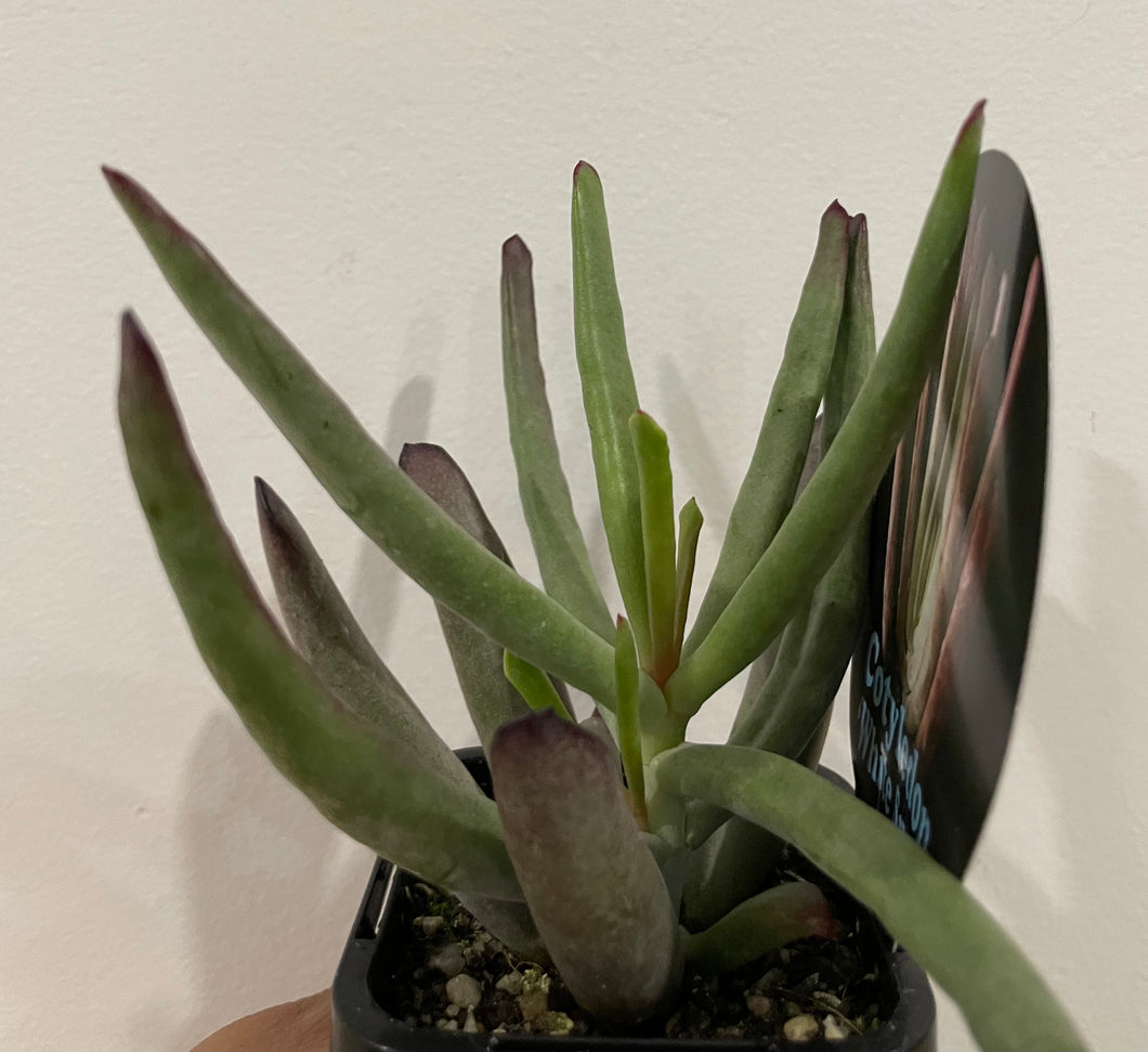 Cotyledon white sprite in 7cm pot