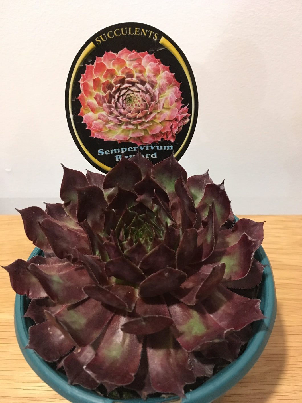 Sempervivum Reward in 13cm pot