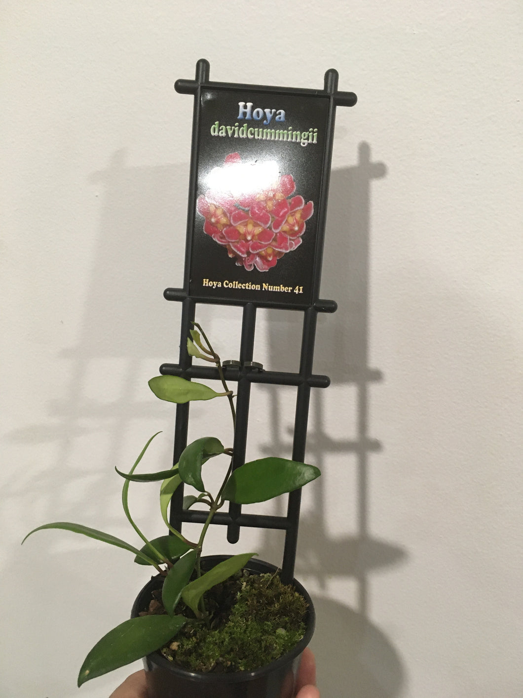 Hoya davidcummingii in 8cm pot