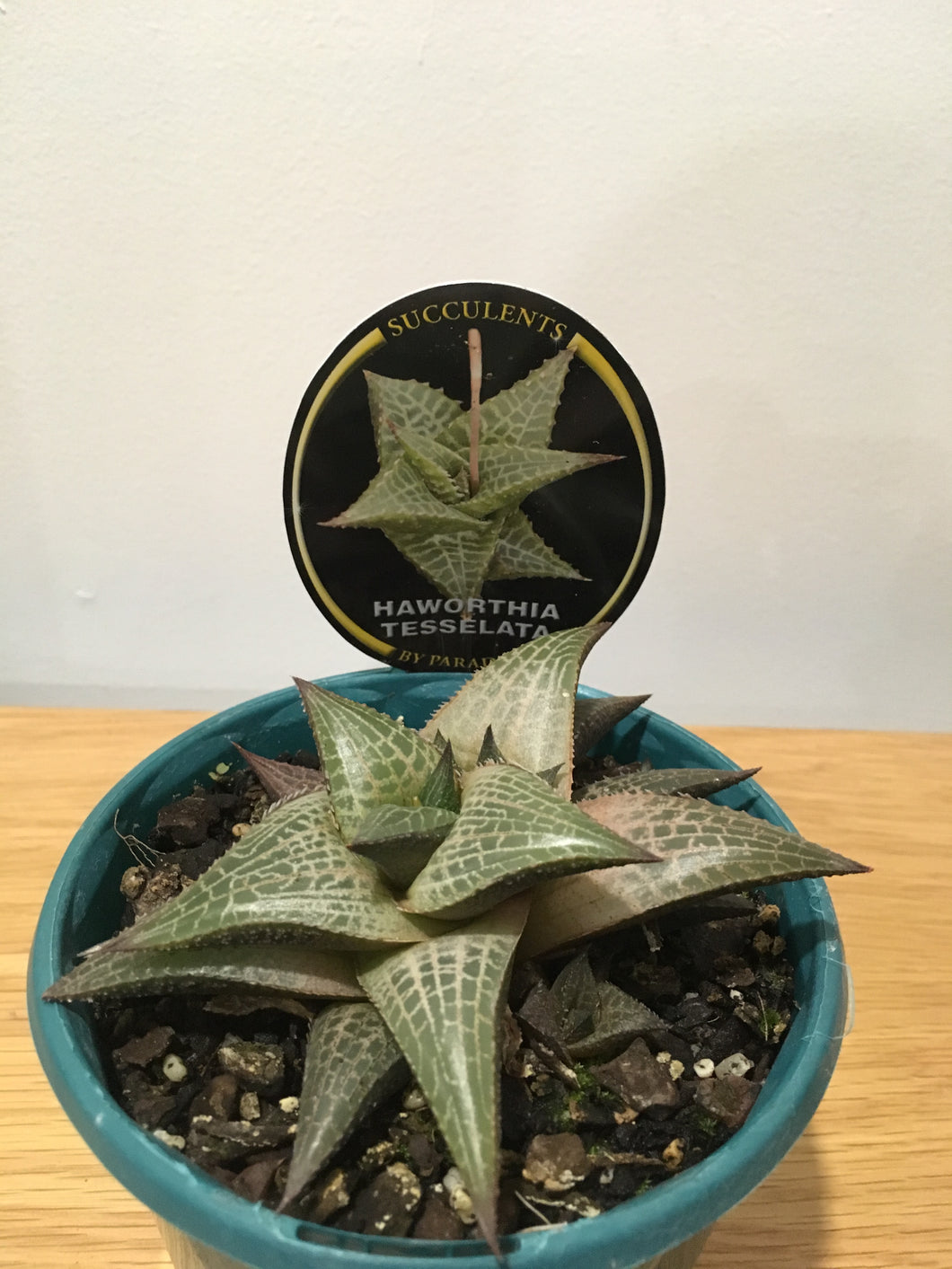 Haworthia Tesselata in 13cm pot