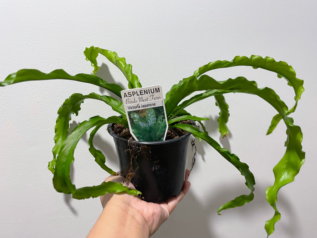 Japanese Bird’s Nest Fern (asplenium antiquum)