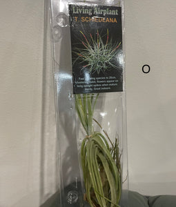 Air Plants