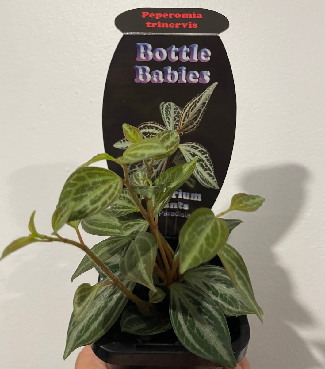 Peperomia trinervis in 7cm pot