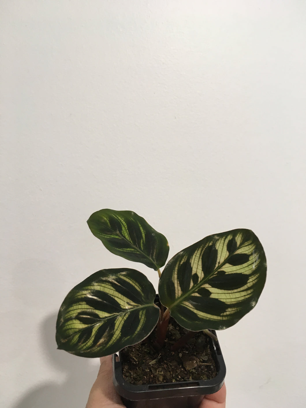 Calathea makoyana in 7cm pot