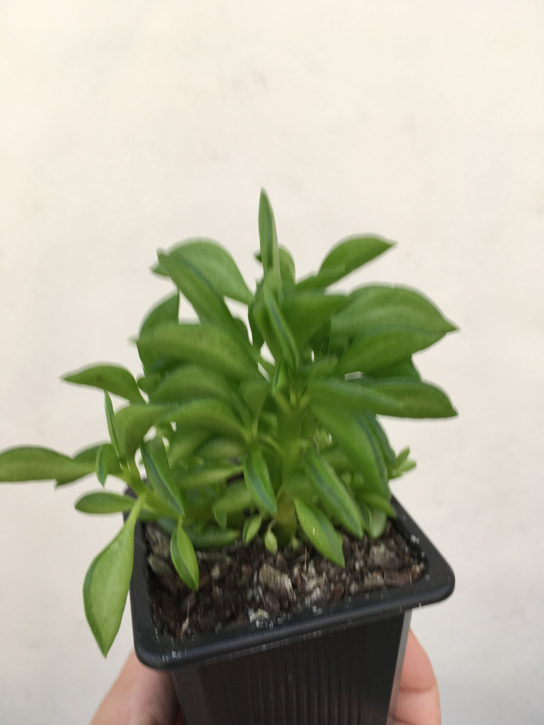 Peperomia Dolabriformis (Prayer Pepper) in 7.5 cm pot