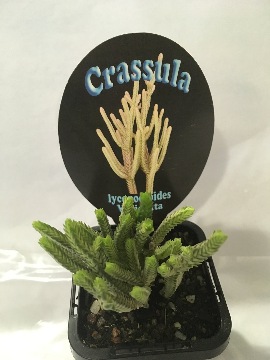 Crassula lycopodioides variegata in 7cm po