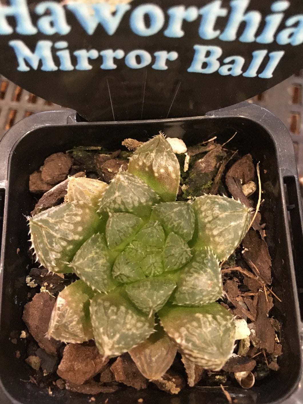 Haworthia mirror ball in 7cm pot