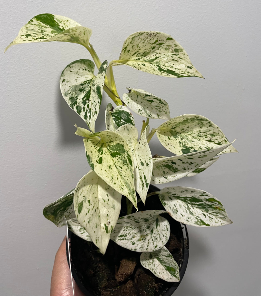 Epipremnum Marble Queen in 13cm pot