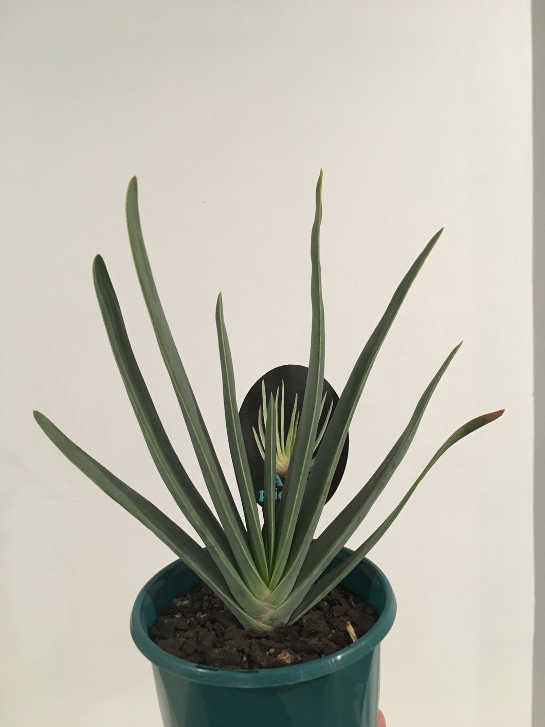 Aloe Plicatis in 13cm pot