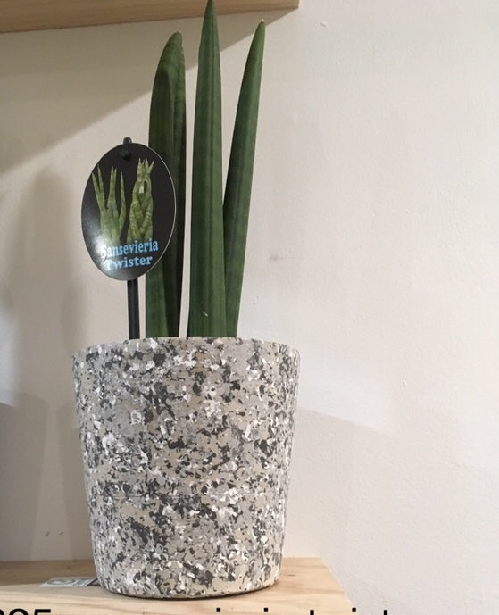 Sansevieria Twister in 13cm ceramic pot