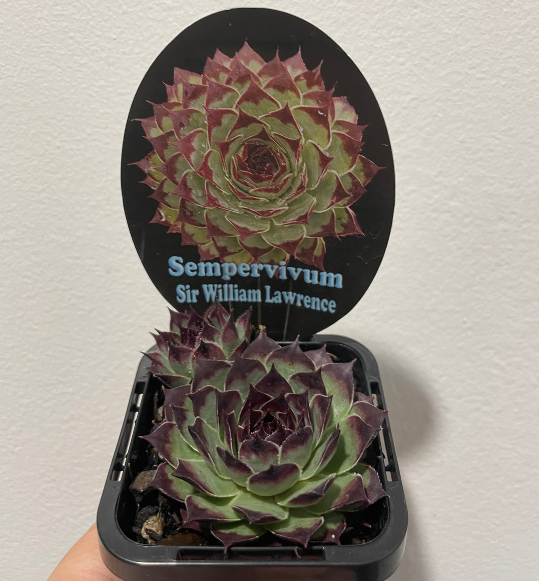 Sempervivum Sir William Laurence in 7cm pot