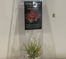 Load image into Gallery viewer, Air Plants

