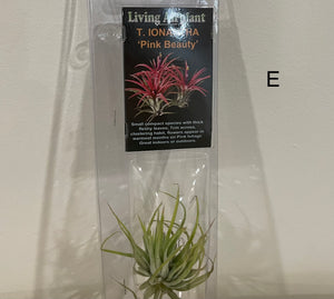 Air Plants