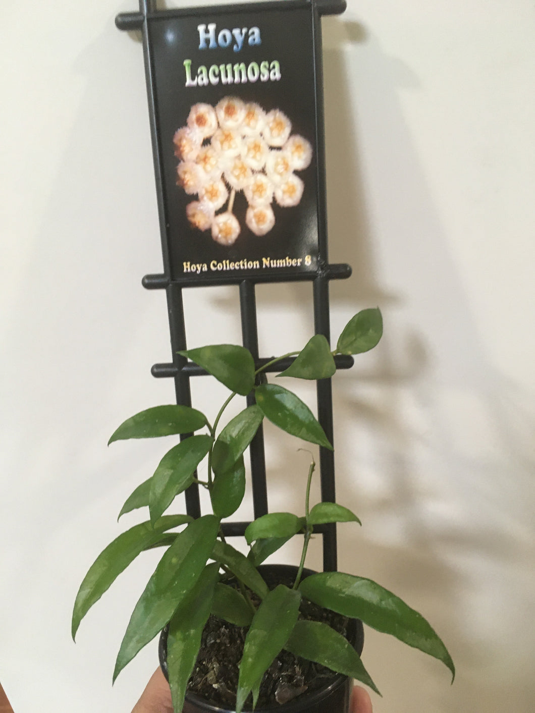 Hoya lacunosa in 8cm pot