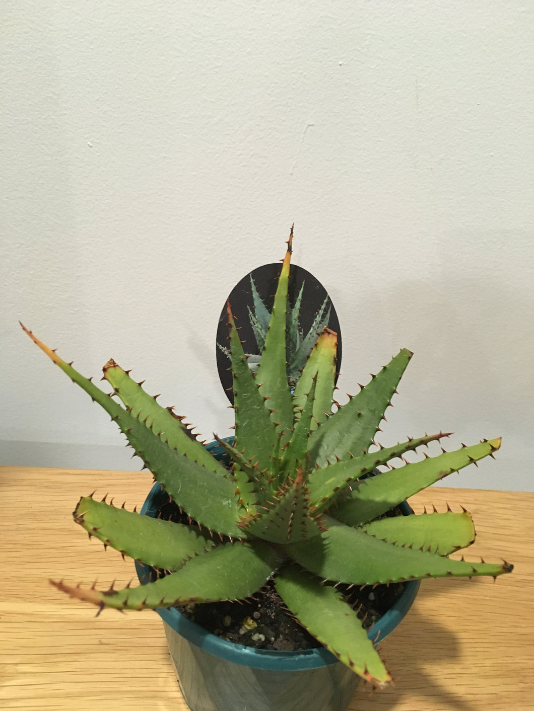 Aloe Bromii in 13cm pot