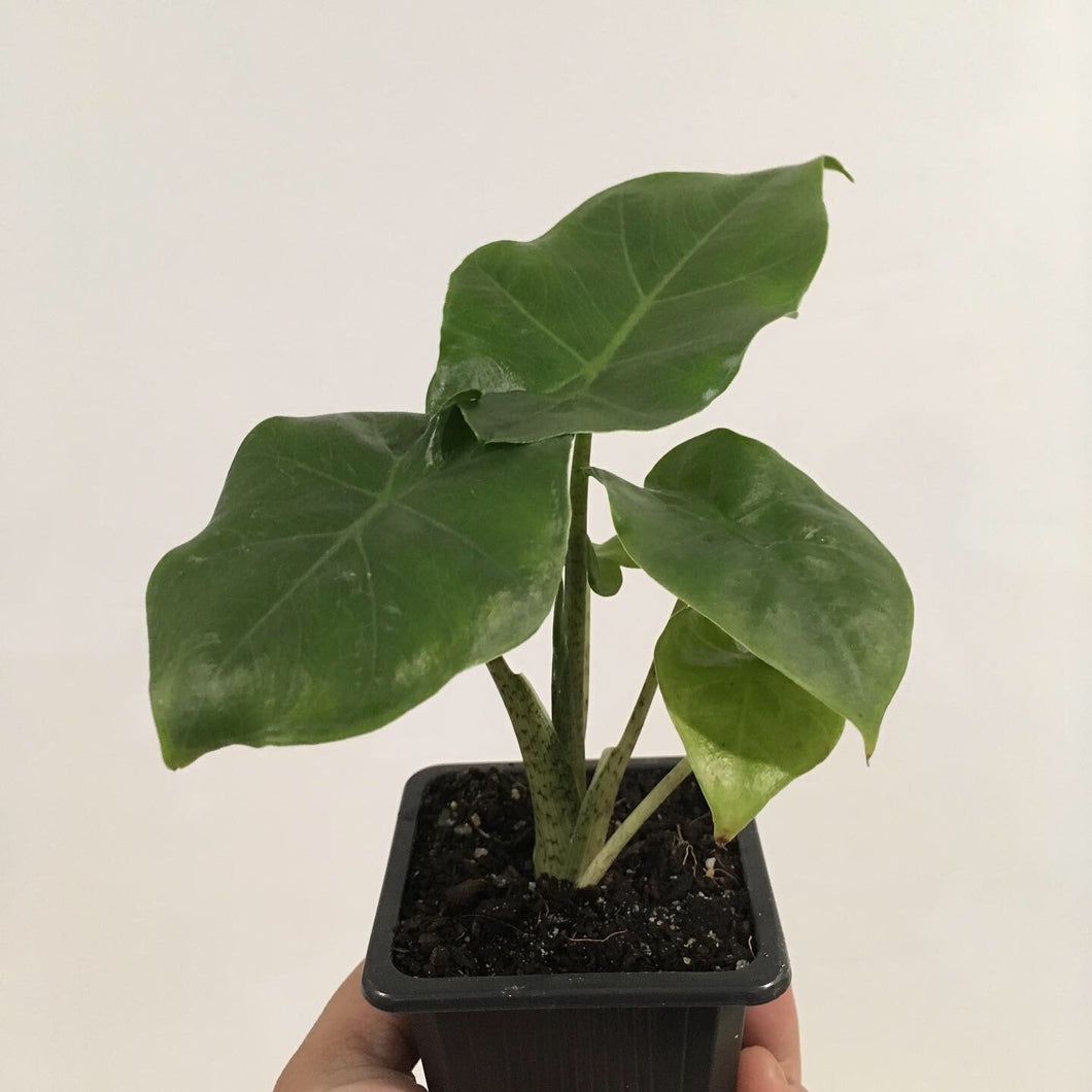 Alocasia Portadora in 7.5cm pot