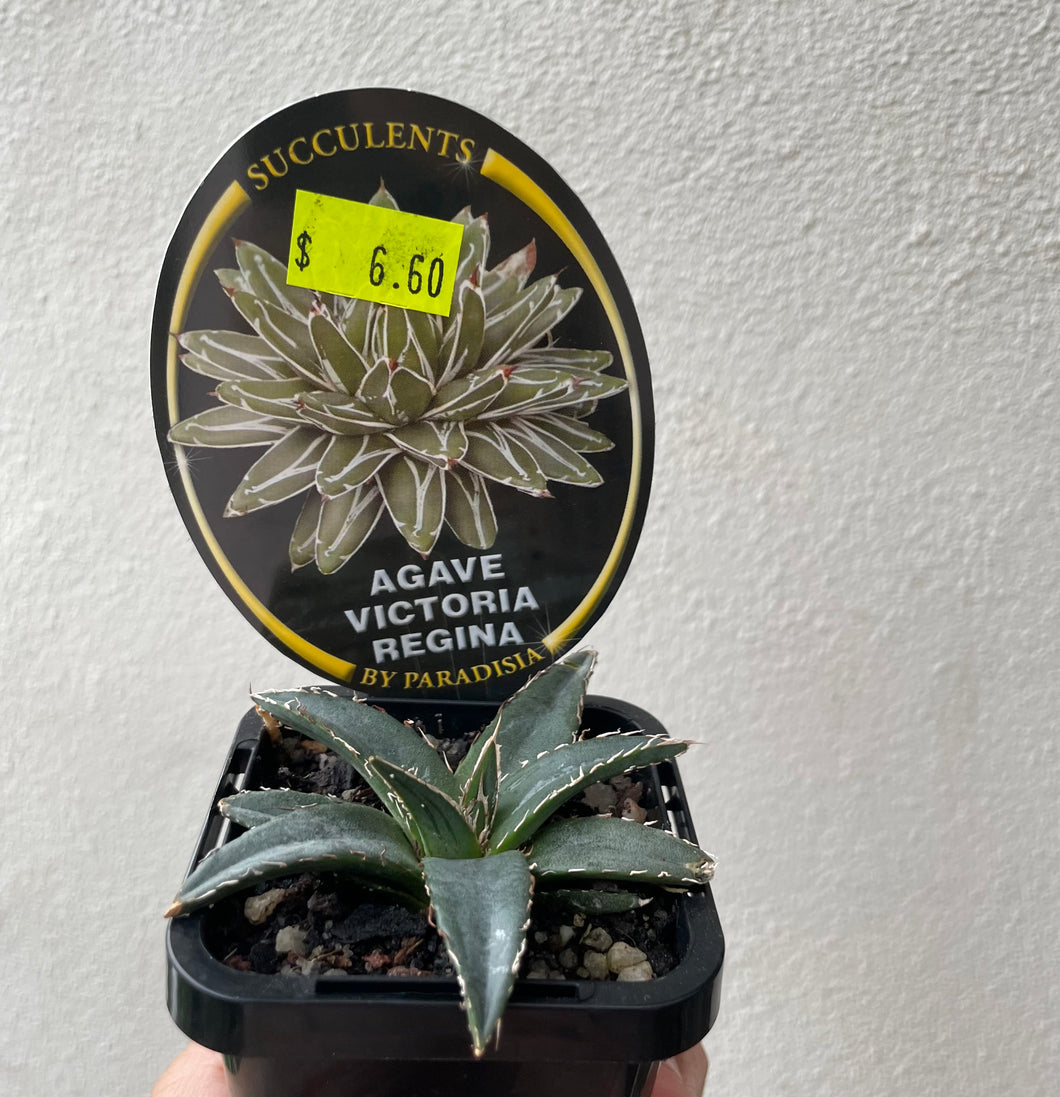 Agave victoria regina in 7cm pot