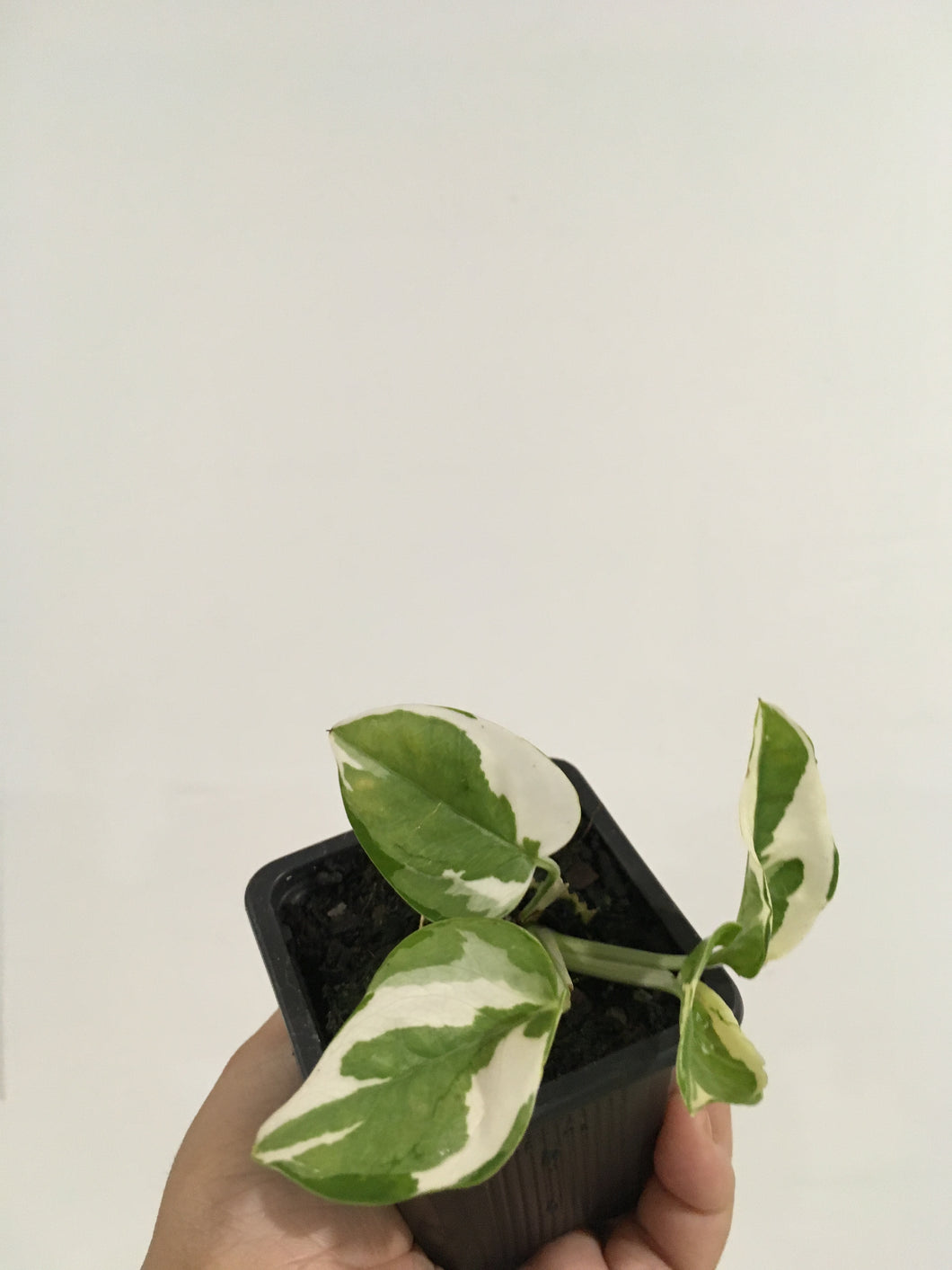 Pothos Snow Queen in 7cm pot