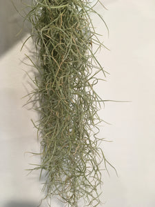 Old man’s beard or whiskers airplant