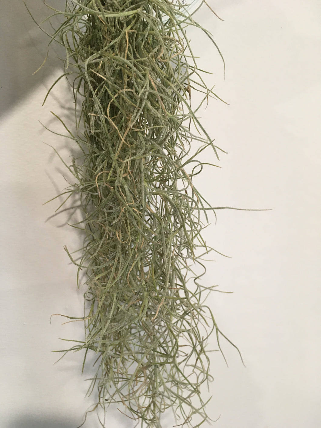 Old man’s beard or whiskers airplant