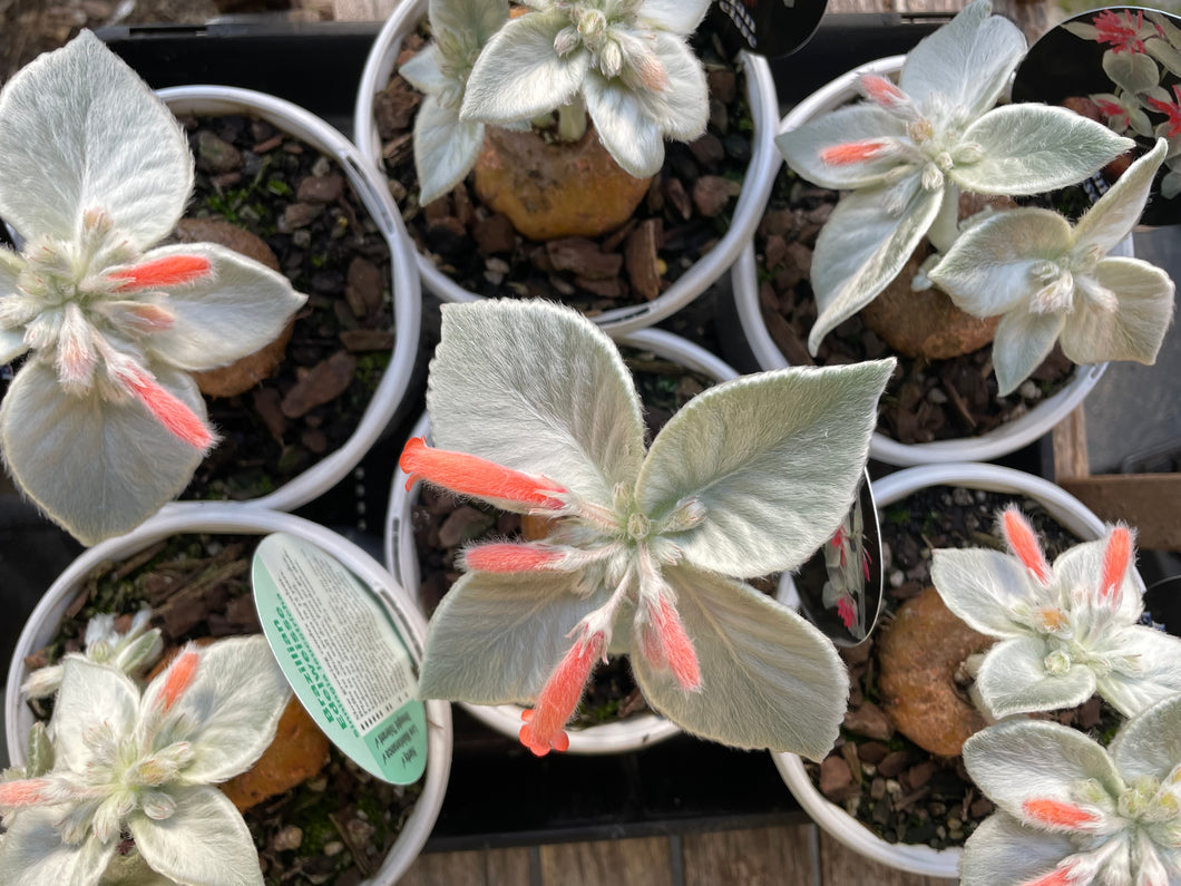 Brazilian Edelweiss – Sinningia leucotricha in 13cm pot
