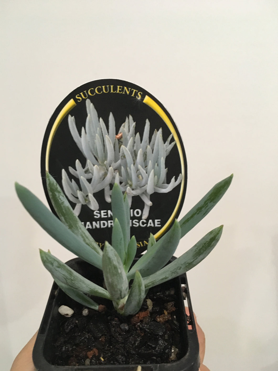 Senecio mandraliscae in 7cm pot