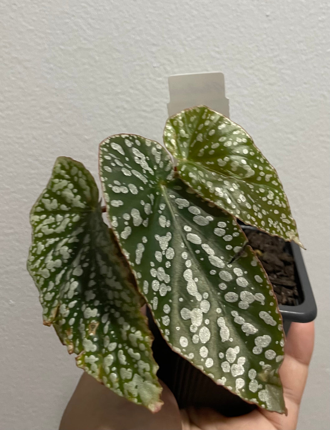 Begonia snow cap in 7.5 cm pot