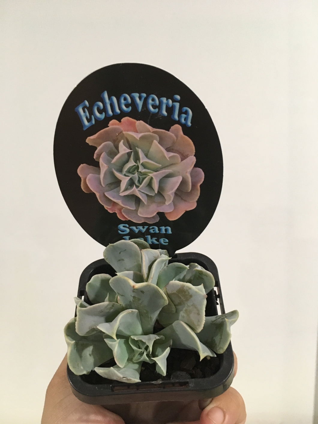 Echeveria Swan Lake in 7cm pot