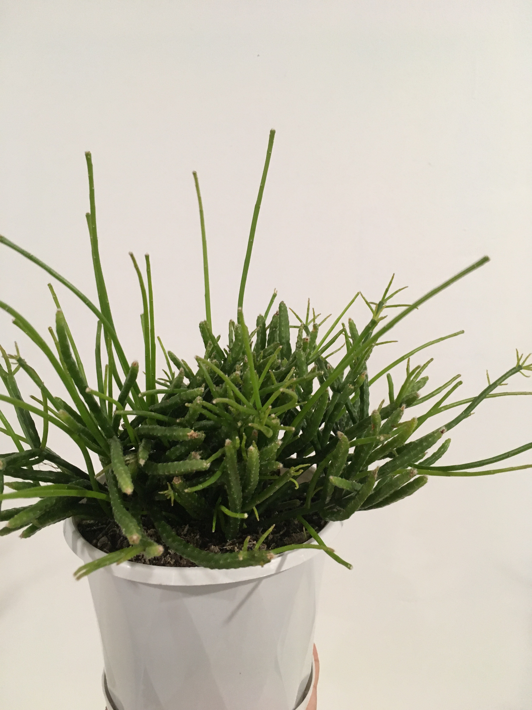 Rhipsalis teres f. prismatica