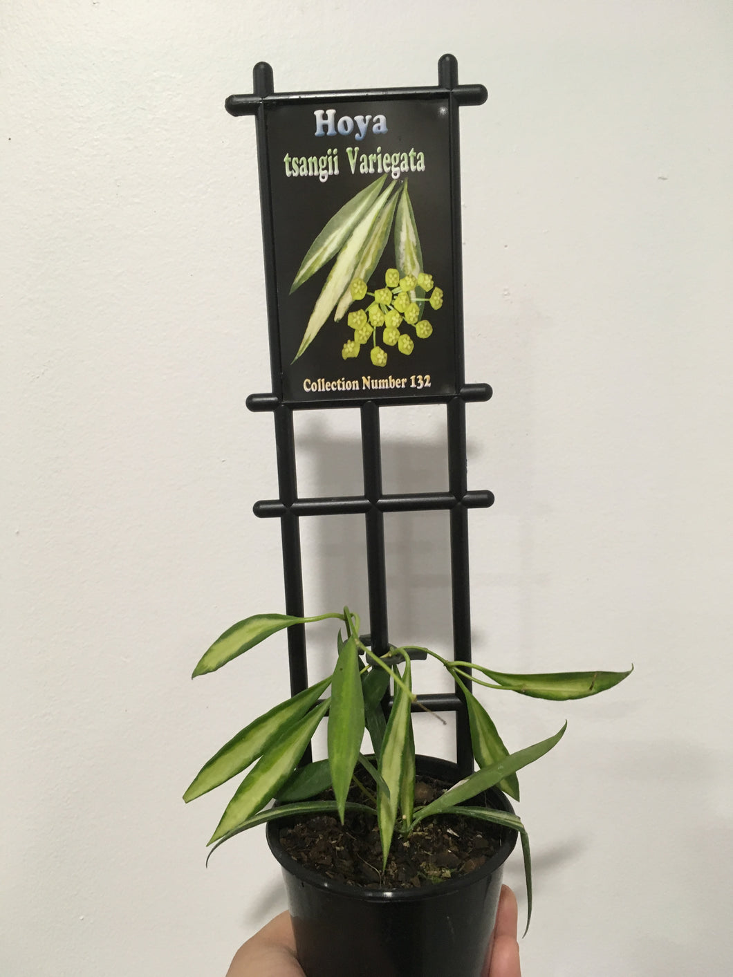 Hoya tsangii variegata in 8cm pot