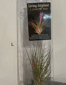 Air Plants