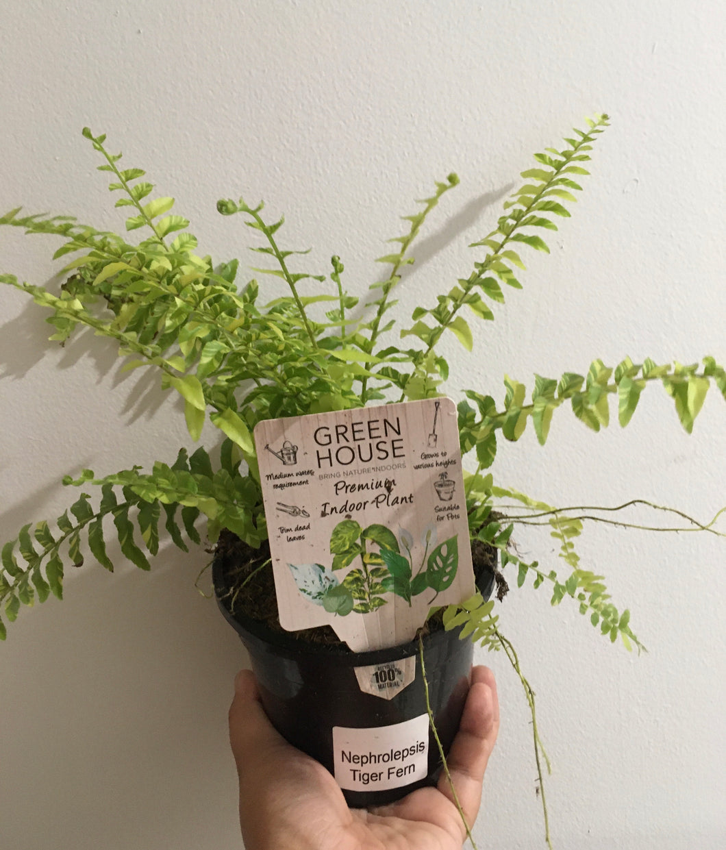 Nephrolepis tiger fern in 13cm pot