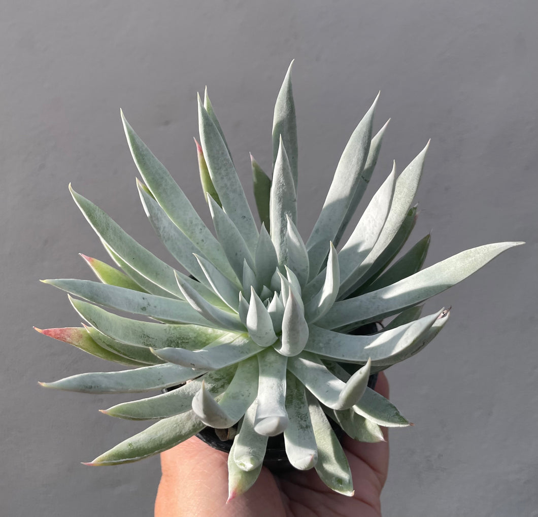 Dudleya in 8cm pot