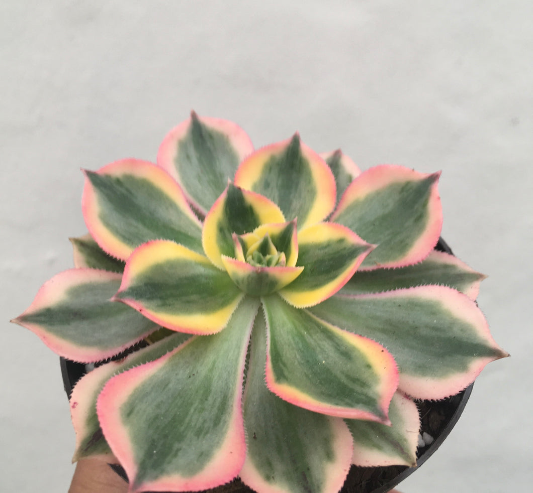 Aeonium sunburst in 9cm pot