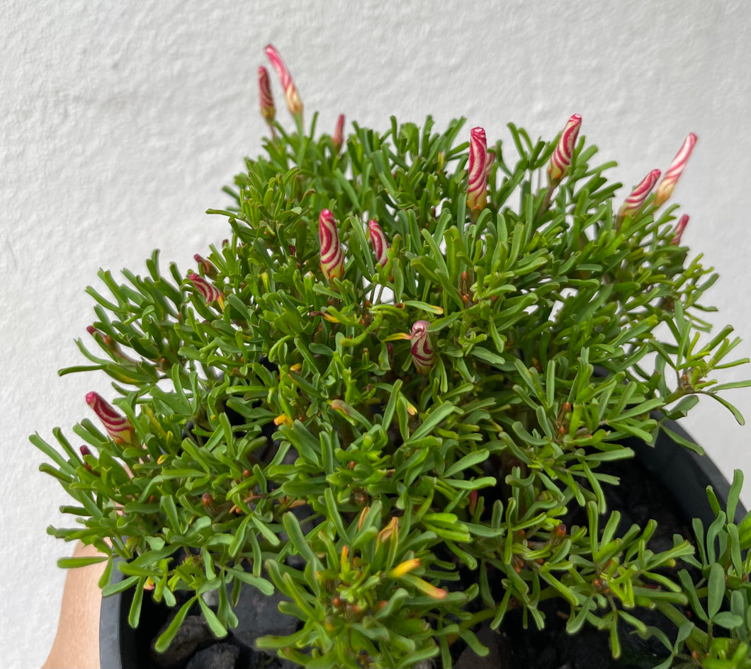 Oxalis barber’s pole in 13cm pot