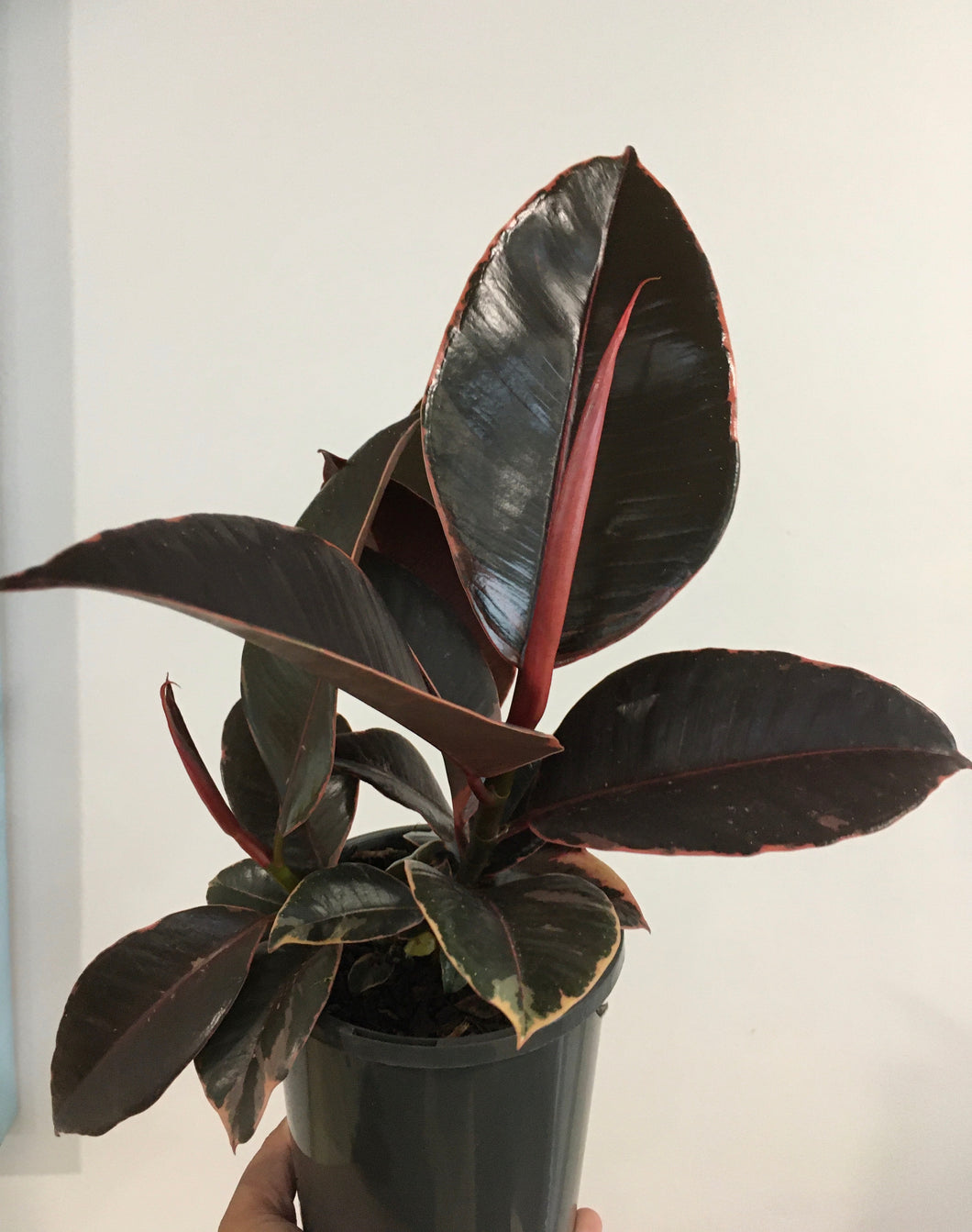 Ficus Elastica Ruby in 14cm pot