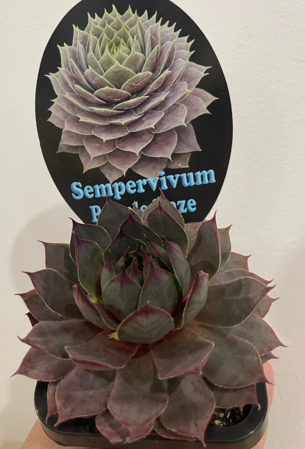 Sempervivum purple haze in 7cm pot