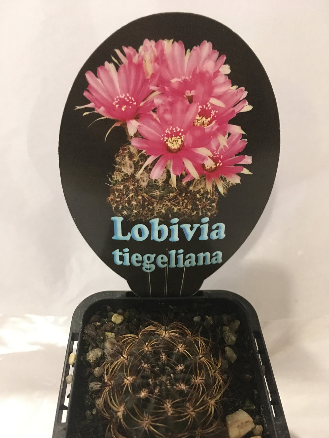 Lobivia tiegeliana in 7cm pot
